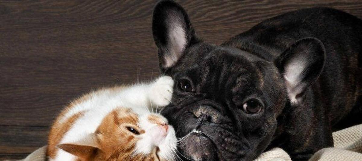 hay más gente de gatos que de perros