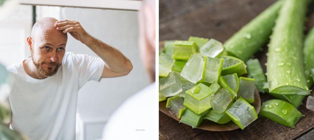 where can you buy aloe vera plant Cactus Aloe Vera Plant