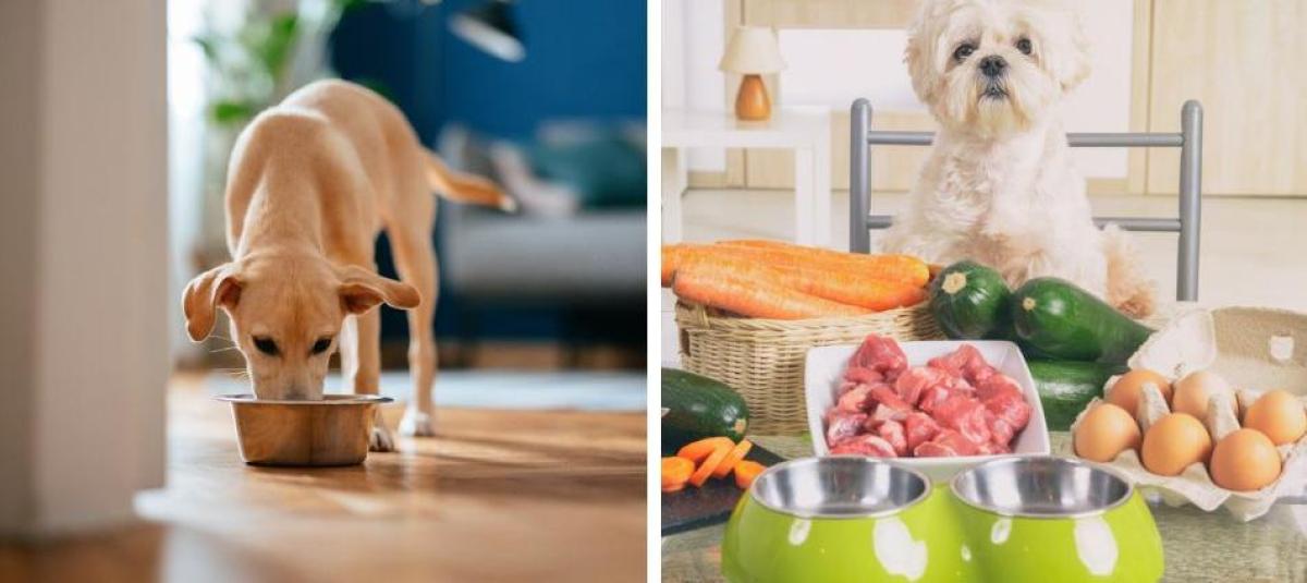 los fideos de huevo son seguros para los perros