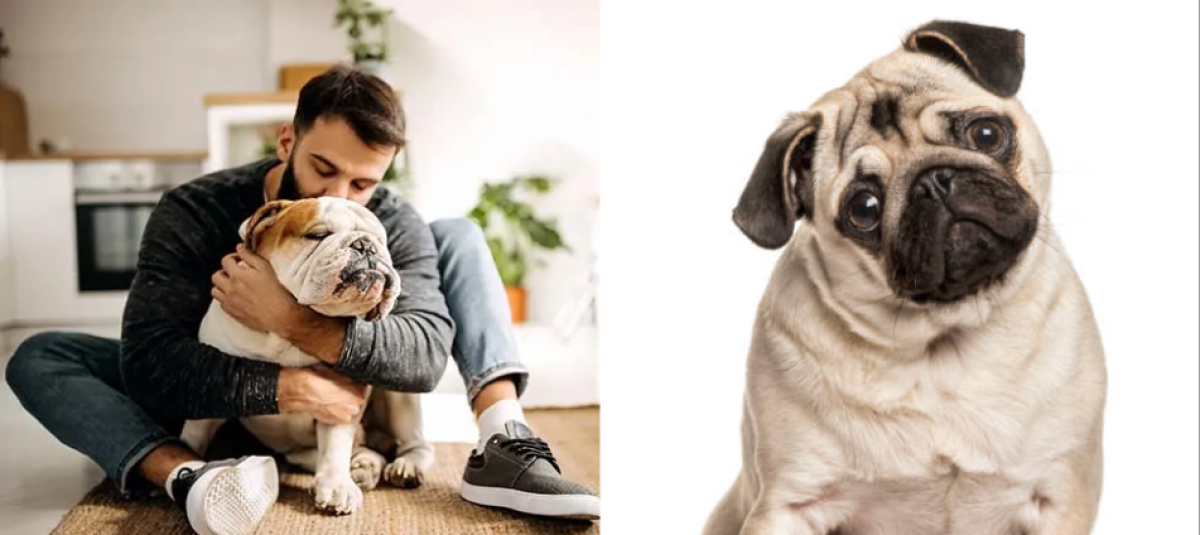 que razas de perros esconden huesos
