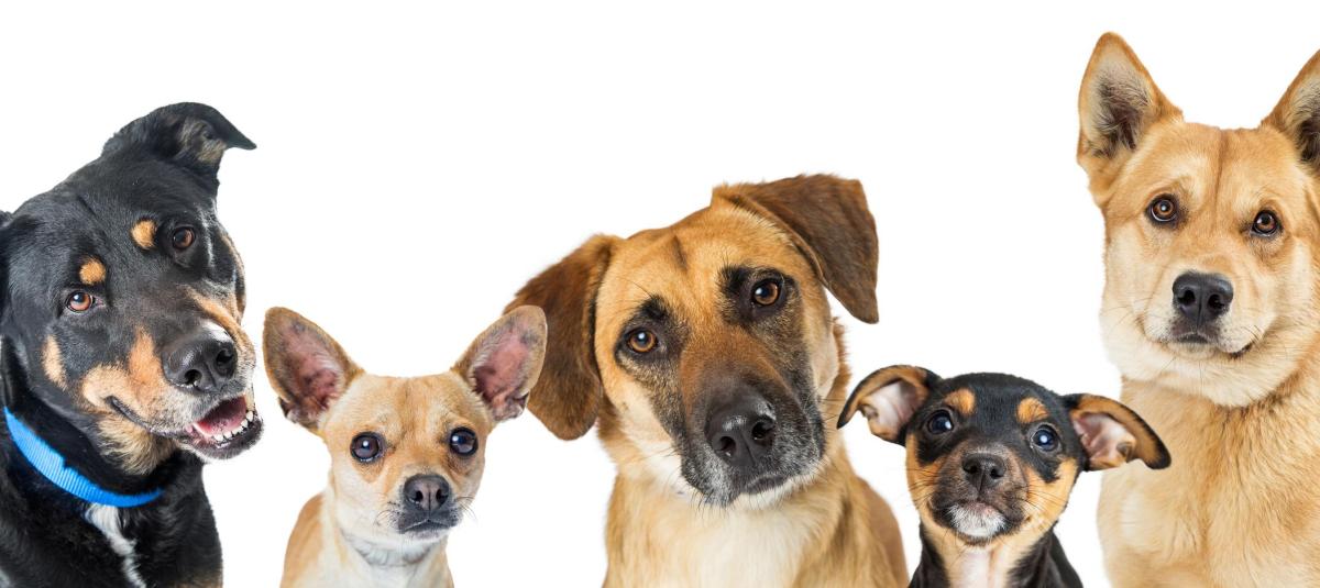 son perros inteligentes de laboratorio