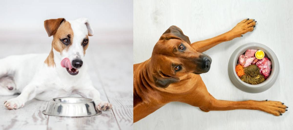 cuanto hay que darle de comer a un terrier al dia
