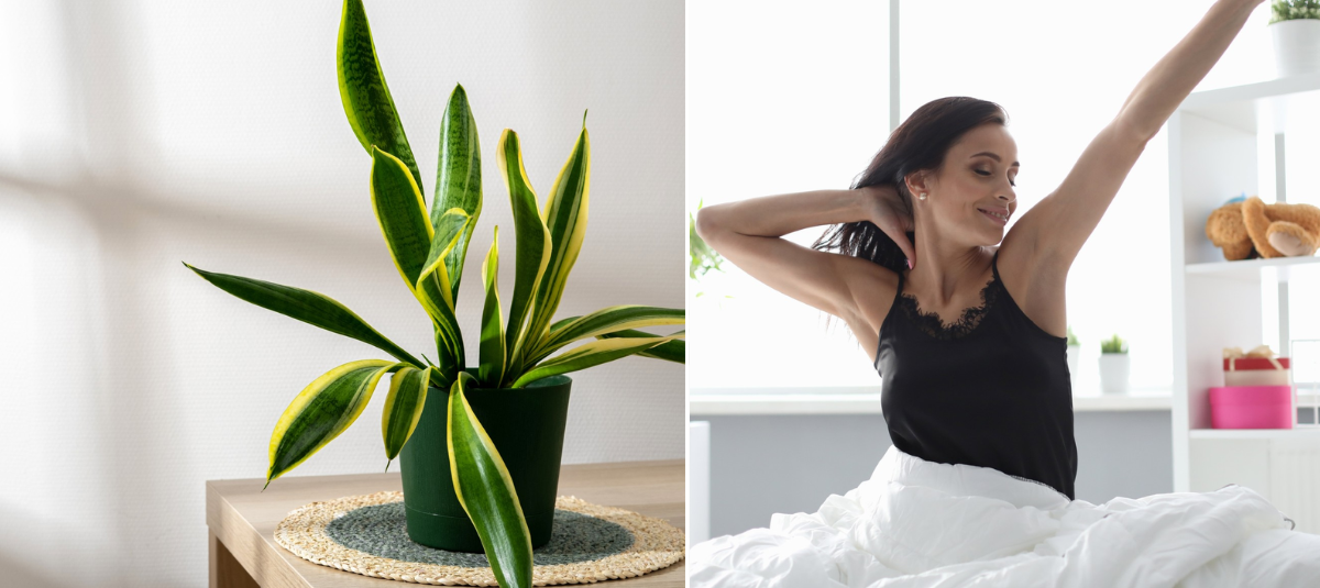 La planta que debe tener en su habitacin para dormir mejor: purifica el  aire