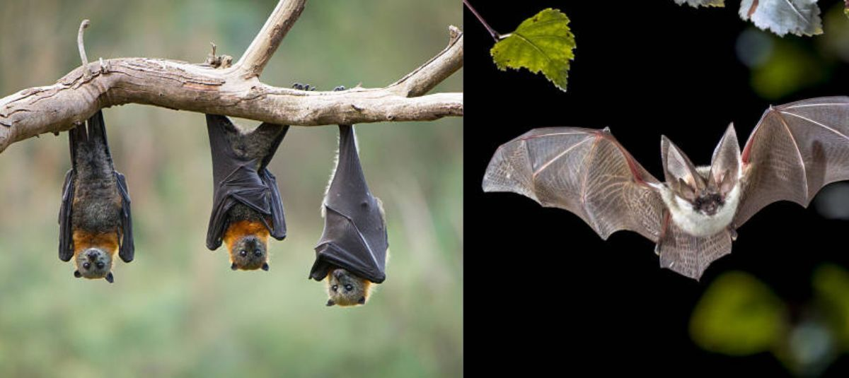 murciélago