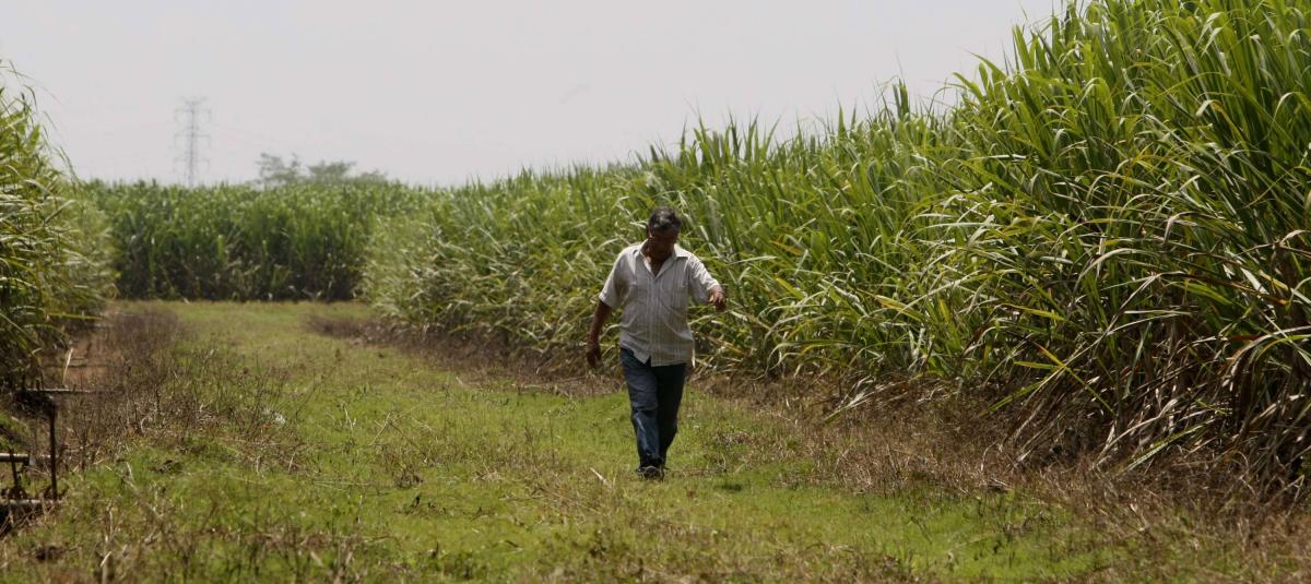 Polémica | Asocaña y gremios responden a Minambiente sobre cultivos de la agroindustria en el Valle: 'No estamos acabando con el agua subterránea'