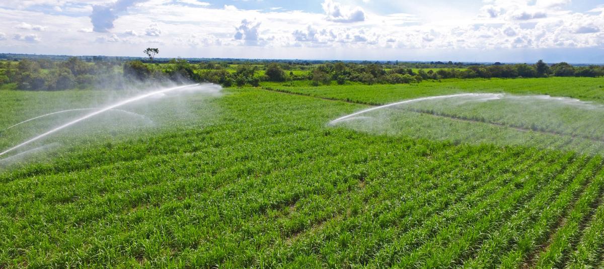 Disidentes y bandas dedicadas a hurtos, tras ataques a trabajadores de caña, algunos durante disputas por tierras en Cauca: gremios rechazan violencia