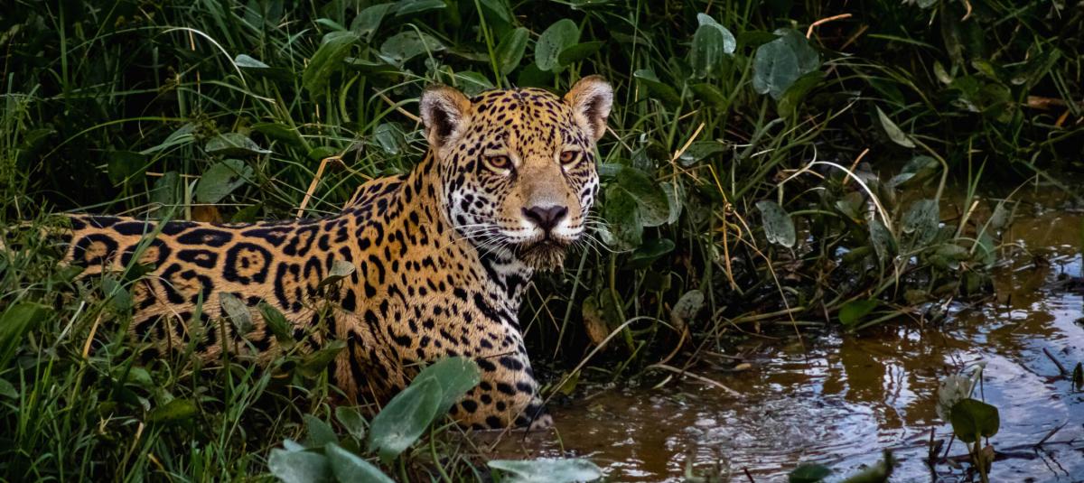 Video | Polémica y rechazo a posible cazador de un jaguar en Valle: el hombre quería matarlo; lo que se sabe del caso ocurrido en zona de Buenaventura