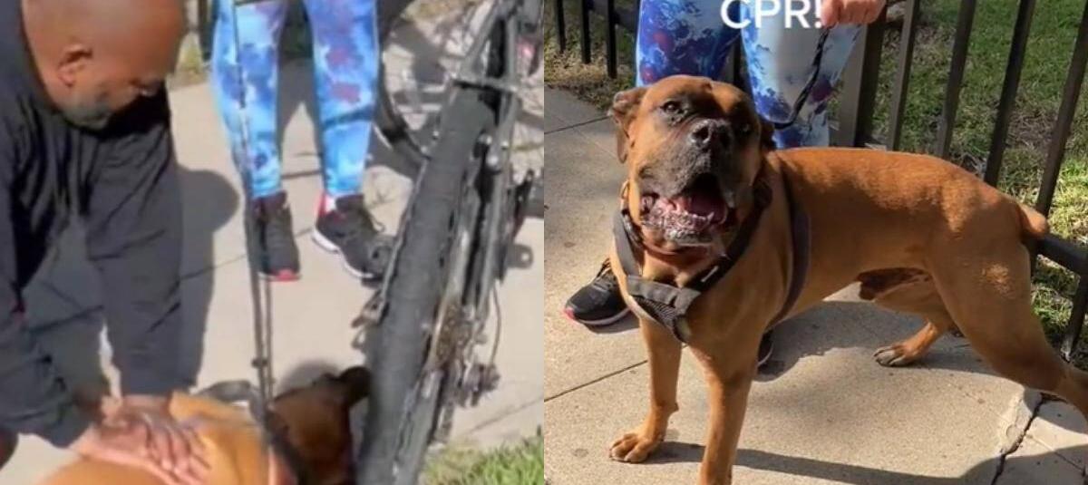 cómo puedes saber si tu perro tiene la presión arterial baja