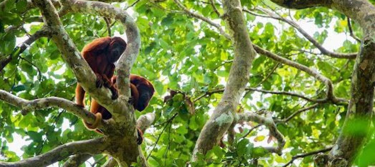 Este es el impacto económico de la Semana de Biodiversidad para Cali, legado de COP16: tendrá más de 60.000 asistentes y delegaciones de 17 países