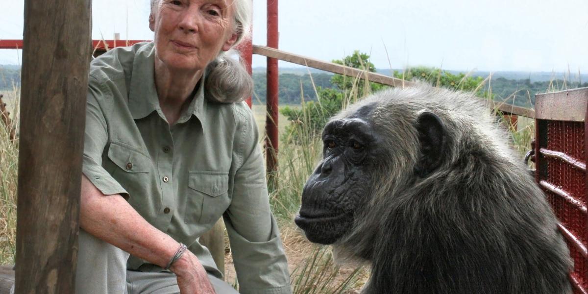Jane Goodall: 'Yo nunca fui parte de la comunidad de los chimpancés; me  permitieron entrar a su entorno y al principio jugamos un poco'