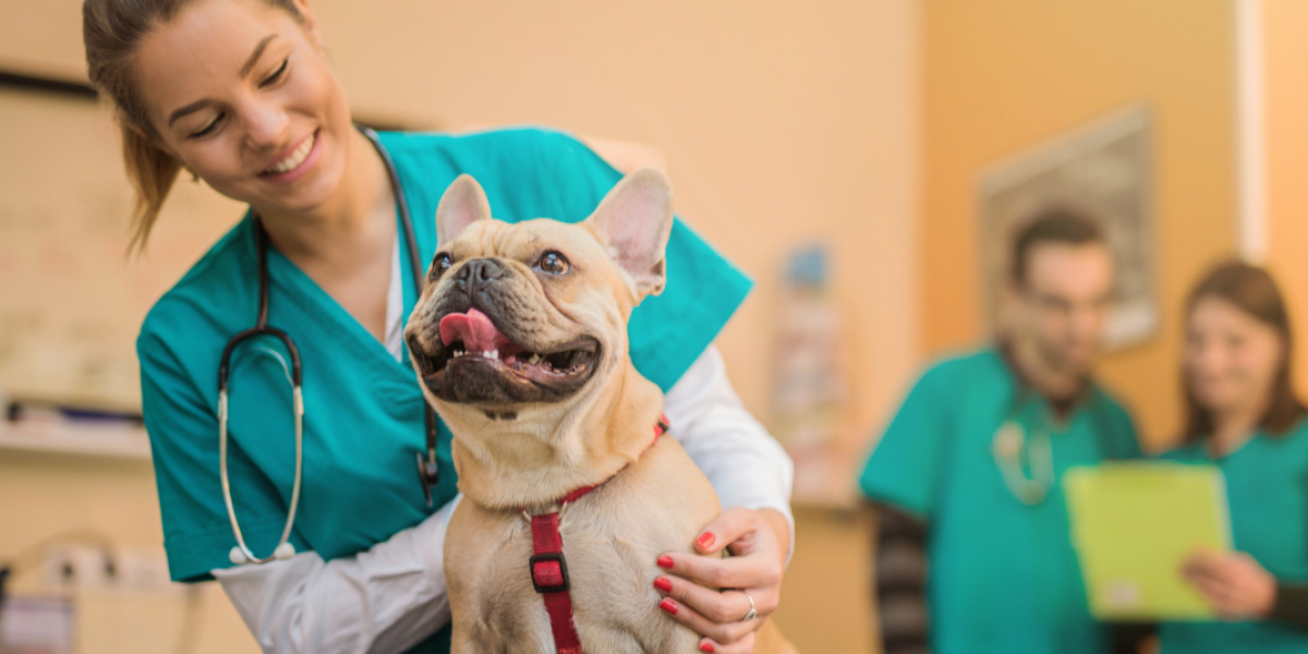 Diagnósticos rápidos y precisos: así transforma Miauv la medicina veterinaria con inteligencia artificial