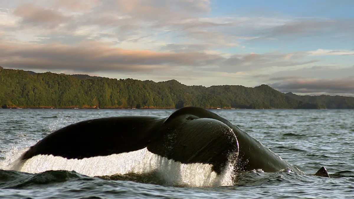 Bahía Solano, Chocó: estos son los planes para hacer que lo deleitarán