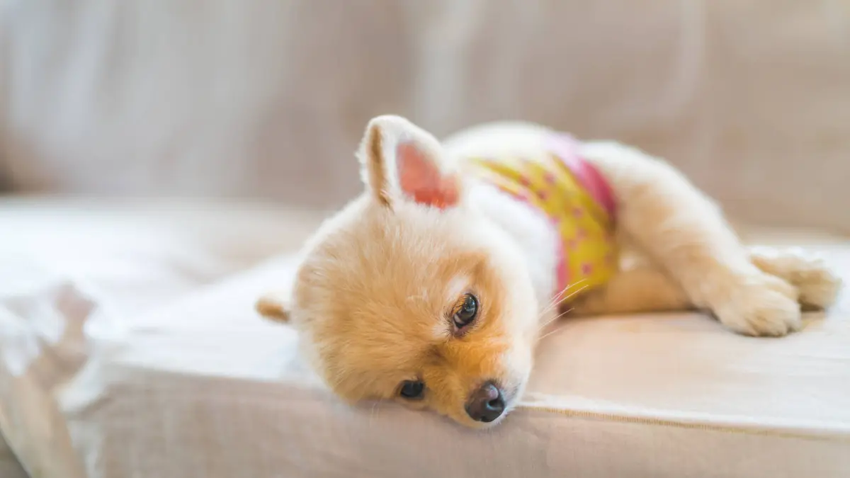 los perros mueren de tristeza