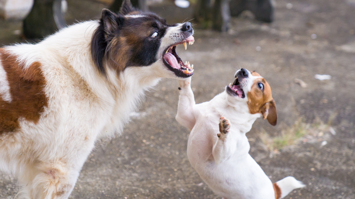 cómo detener el comportamiento agresivo del perro..html