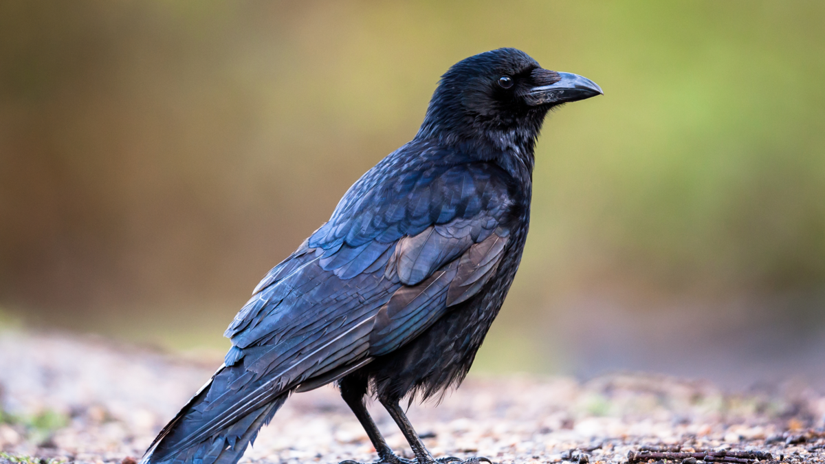Científicos descubren que los cuervos tienen una habilidad que se creía  única del ser humano, ¿de qué se trata?