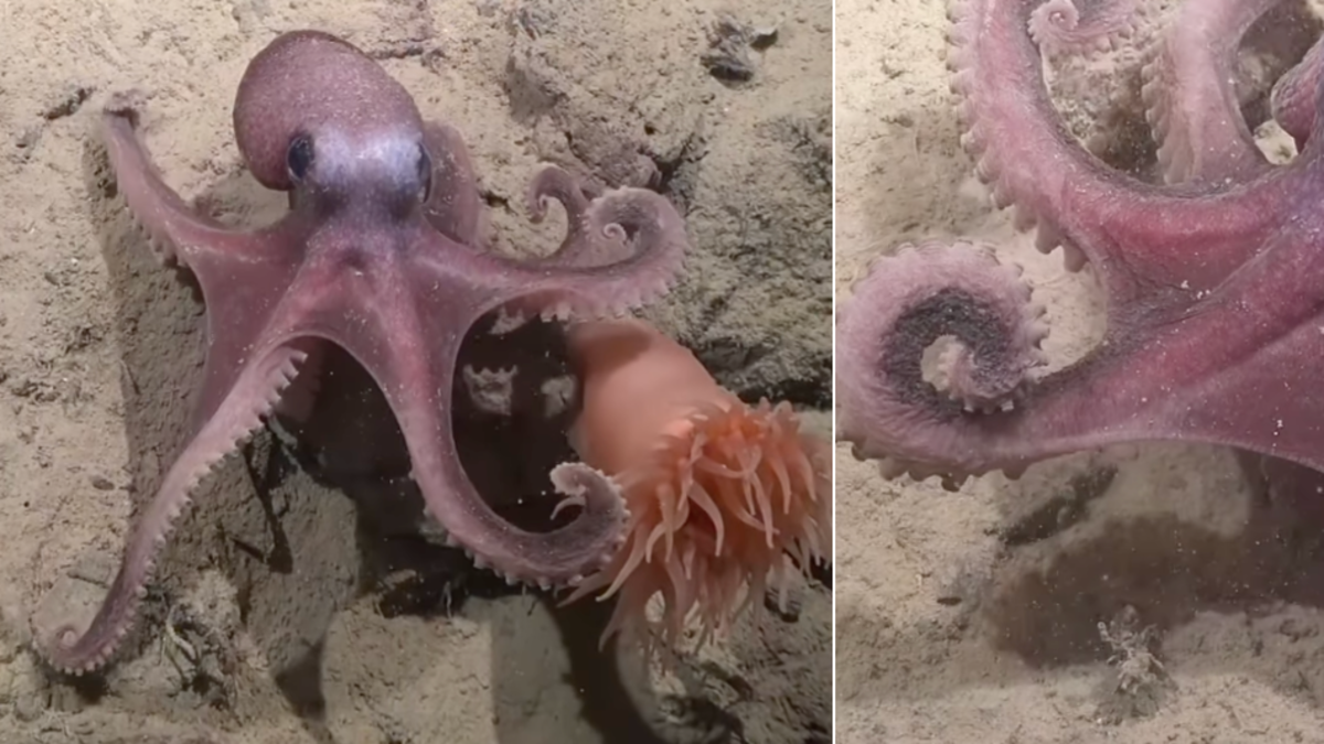 Científicos chilenos identifican nueva especie de pulpo de aguas profundas  en el Pacífico suroriental