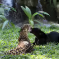 Biodiversidad
