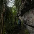 América Latina tiene una nueva especie de gato silvestre: es boliviano y habita en el bosque nuboso de los Yungas
