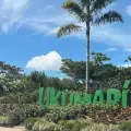 En el Bioparque Ukumarí está el último chimpancé en cautiverio del país.