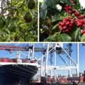 Exportaciones