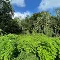 Amazonia selva