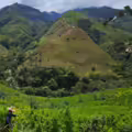 El Plateado con cultivos de coca alrededor.