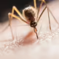 dengue