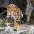 Tigre en parque Tailandia