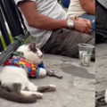gato