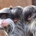 El Bioparco de Roma informó del nacimiento de dos gemelos de tamarino emperador,