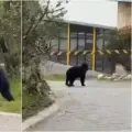 Oso andino que se volvió viral en redes sociales nunca salió de su hábitat en La Calera