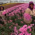 El sector exportador floricultor es uno de los afectados por el dólar bajo que se está registrando.