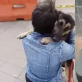 Mientras en Colombia las mascotas andan libres en casa, en Japón las reglas de convivencia son distintas: estas son las diferencias en ambos países