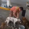 No es solo el hablado: Dulce María, la perrita costeña adoptada por familia rola, también prefiere el vallenato al tropipop