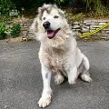 Cora, perrita