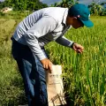 Un productor revisa el estado de un cultivo de arroz en Venezuela.