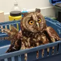La Dirección Regional Soacha de la CAR y la Policía de Carabineros participaron en el rescate de 12 animales silvestres encontrados en Soacha y Sibaté.