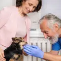 Veterinario explica cada cuánto cambiar el agua de los gatos para cuidar su salud y bienestar diario
