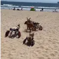 perrito