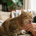 Gatos