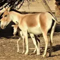 Asnos salvajes en el desierto del Néguev.