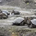 Tortugas
