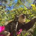 Cuatro perezosos fueron rescatados y liberados en Cundinamarca y Boyacá
