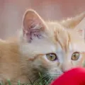 ¿Por qué los gatos duermen tanto? Expertos explican la relación con su instinto de caza
