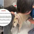 Desalojo de fundación de animales en Bogotá.