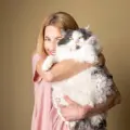 Gatos