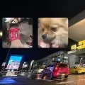 Abandonaron a sus mascotas en el Aeropuerto El Dorado de Bogotá tras un problema con los documentos.