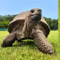 Tortuga gigante junto a certificado de ícono