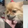 Jefferson Chacón, dueño de Milo, el perro de raza pitbull.
