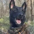Hombre lucha para salvar a su perrito de la eutanasia.